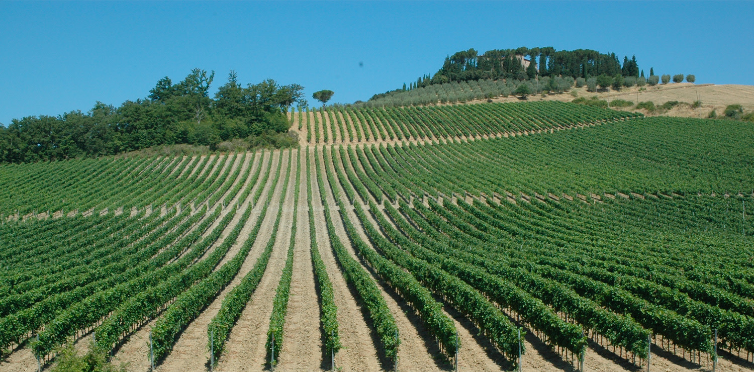 The Castellina in Chianti vineyards where Cecchi produces Gli Scudi line, consisting of three Chianti Classico DOCG wines