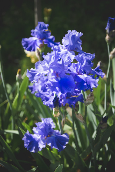 Giardino dell'Iris (ph. Pasquale Paradiso)